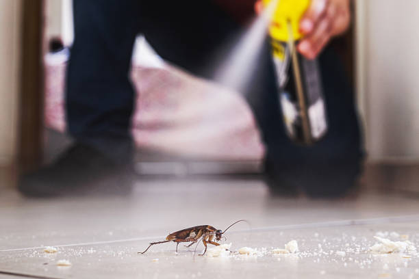 Trusted Knightsen, CA Pest Control Experts